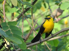 Oriole Blackbird photo 4