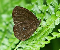 Godartiana muscosa