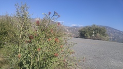 Hosackia crassifolia crassifolia
