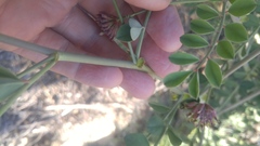 Hosackia crassifolia crassifolia