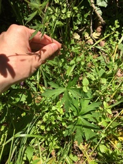 Geranium oreganum
