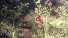 Hosackia crassifolia crassifolia