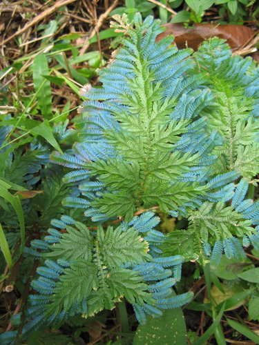 Selaginella willdenowii