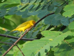 Sicalis columbiana