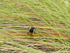 Bombus weisi