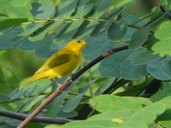 Sicalis columbiana
