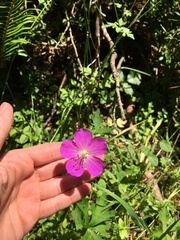 Geranium oreganum