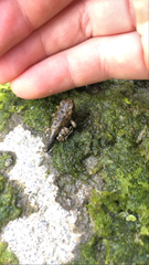 Anaxyrus boreas