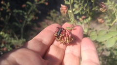 Hosackia crassifolia crassifolia