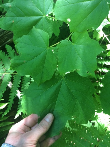 Acer nigrum