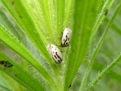 Zygogramma heterothecae