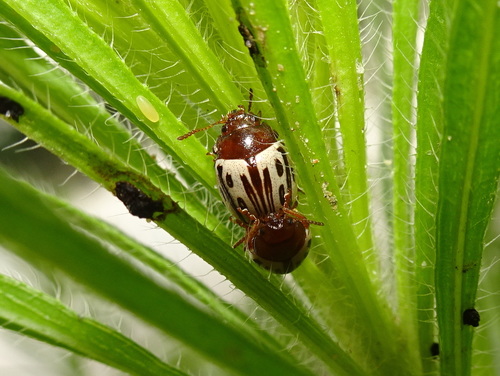 Camphorweed Chrysomelid photo 2