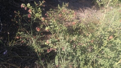 Hosackia crassifolia crassifolia