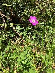 Geranium oreganum