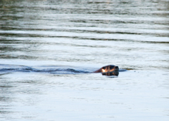 Lontra canadensis