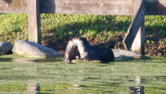 Lontra canadensis