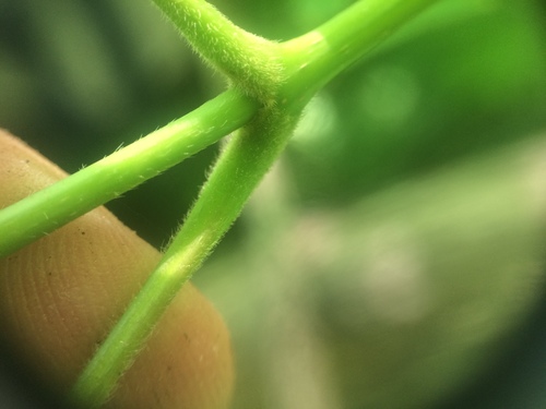 Acer nigrum
