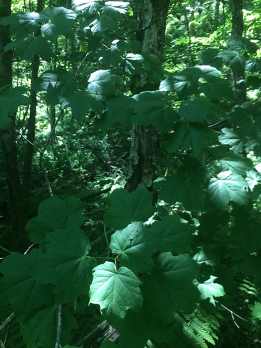 Acer nigrum