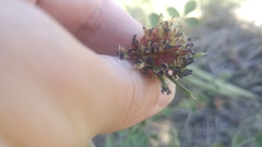 Hosackia crassifolia crassifolia