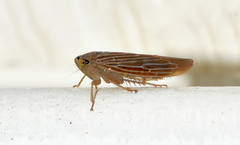 Chlorotettix necopinus