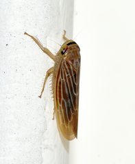 Chlorotettix necopinus