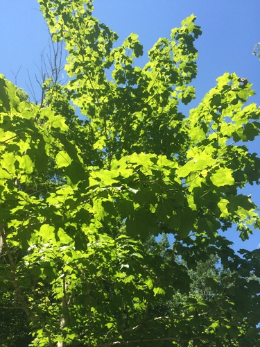 Acer nigrum