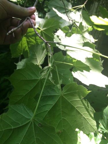 Acer nigrum