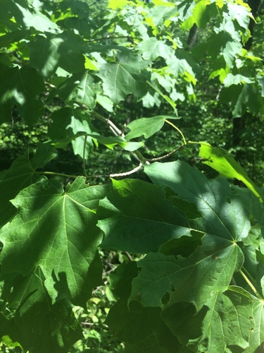 Acer nigrum