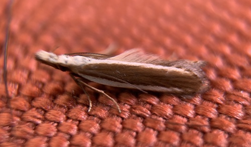 Juniper Webworm Moth and Allies photo 4