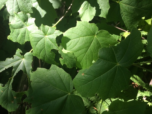 Acer nigrum