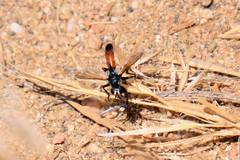 Cylindromyia intermedia