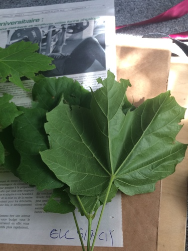 Acer nigrum