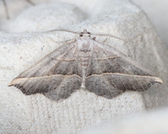 Metanema determinata