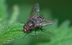 Helina evecta