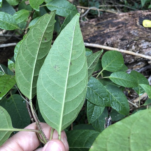 Image of Climbing Deeringia (Deeringia arborescens) by (c) Greg Tasney, some rights reserved (CC BY-SA)