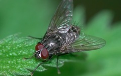 Helina evecta