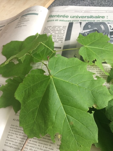 Acer nigrum