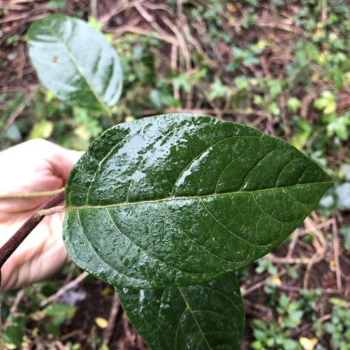 Image of Climbing Deeringia (Deeringia arborescens) by (c) Greg Tasney, some rights reserved (CC BY-SA)