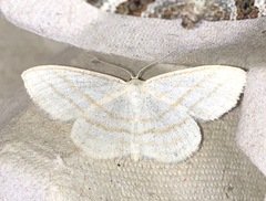 Scopula quadrilineata