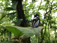 Dismorphia theucharila fortunata