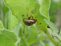 Zygogramma heterothecae