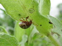 Zygogramma heterothecae