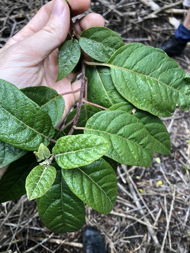 Image of Climbing Deeringia (Deeringia arborescens) by (c) Greg Tasney, some rights reserved (CC BY-SA)