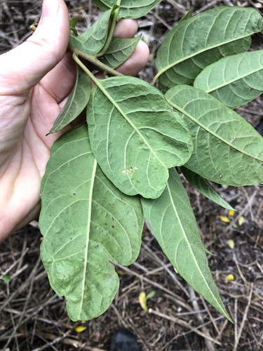 Image of Climbing Deeringia (Deeringia arborescens) by (c) Greg Tasney, some rights reserved (CC BY-SA)