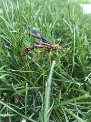 Megarhyssa macrurus