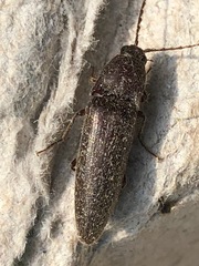 Melanotus castanipes