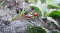 Camissonia contorta