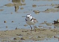 Charadrius peronii