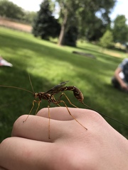 Megarhyssa macrurus