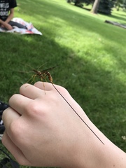 Megarhyssa macrurus